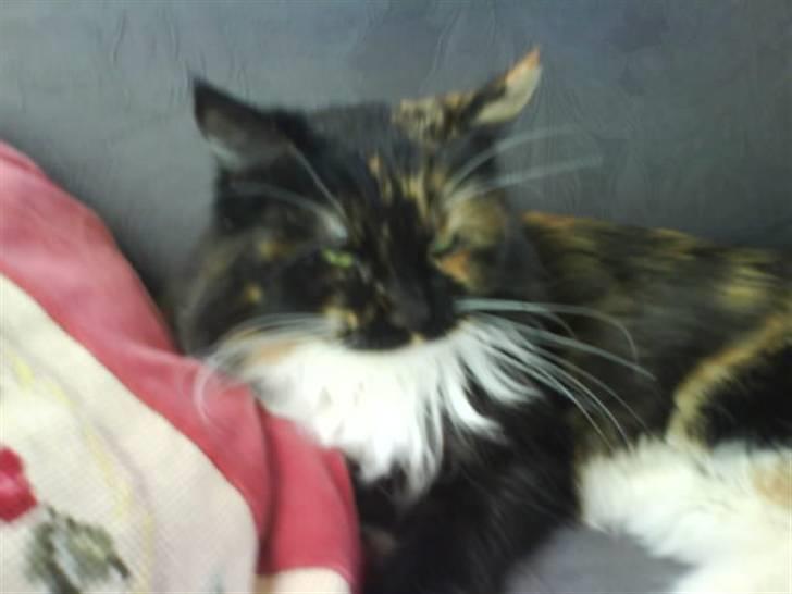 Maine Coon  ¤ Yasmin ¤  billede 2