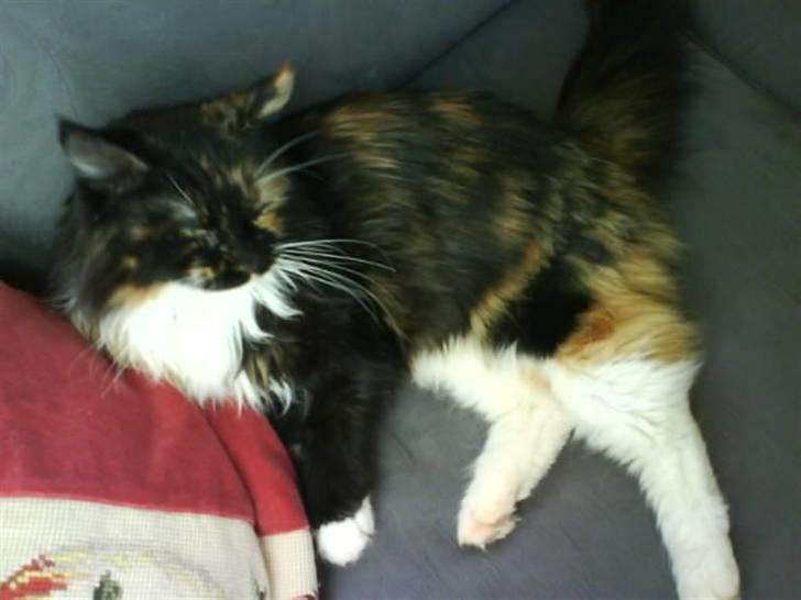 Maine Coon  ¤ Yasmin ¤  billede 3