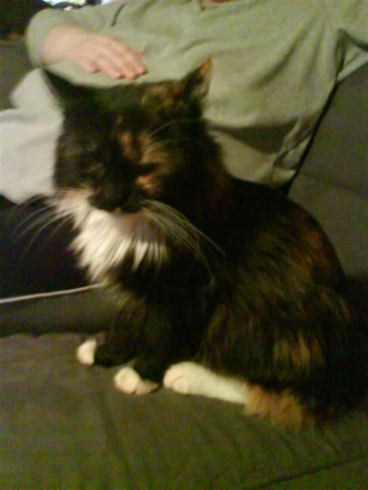 Maine Coon  ¤ Yasmin ¤  billede 4