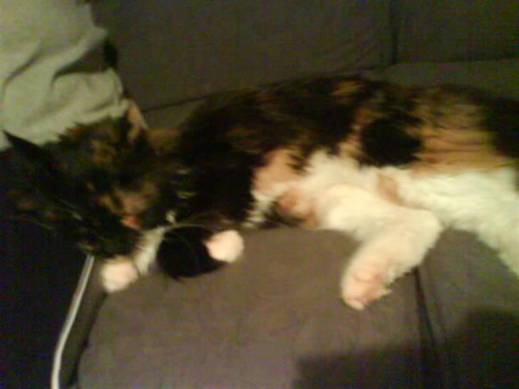 Maine Coon  ¤ Yasmin ¤  billede 5