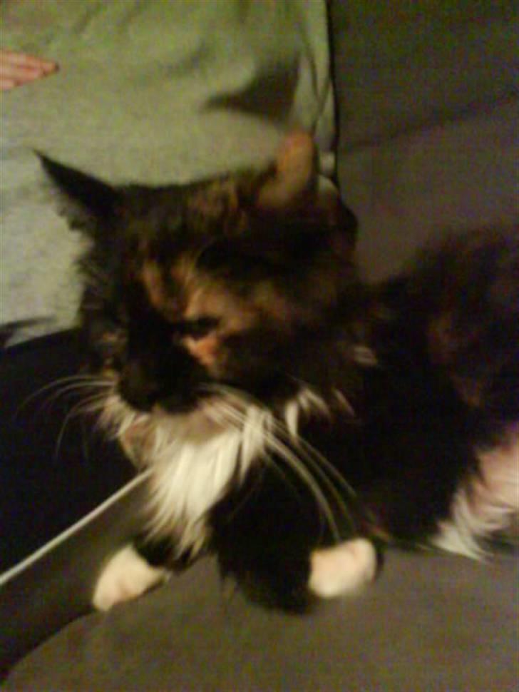 Maine Coon  ¤ Yasmin ¤  billede 6