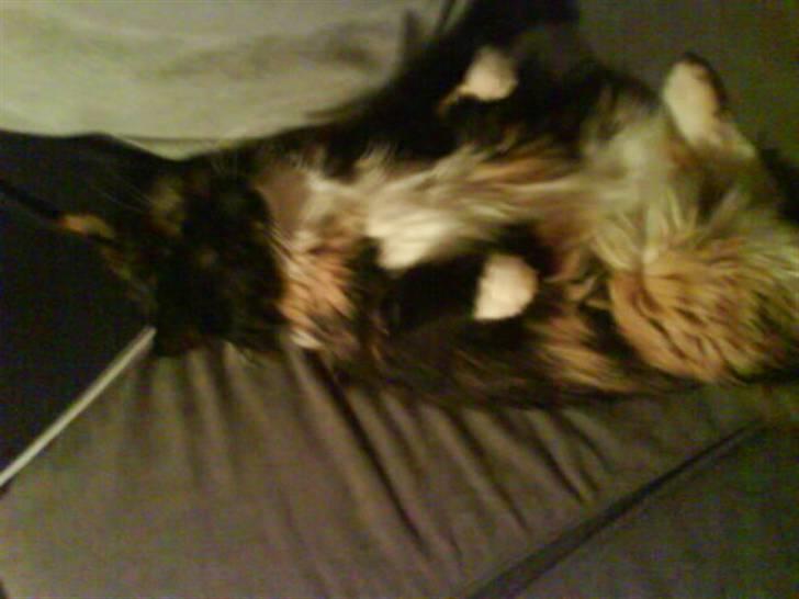 Maine Coon  ¤ Yasmin ¤  billede 7