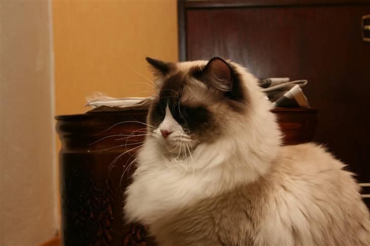 Ragdoll Azzi's X'ellent for U billede 1