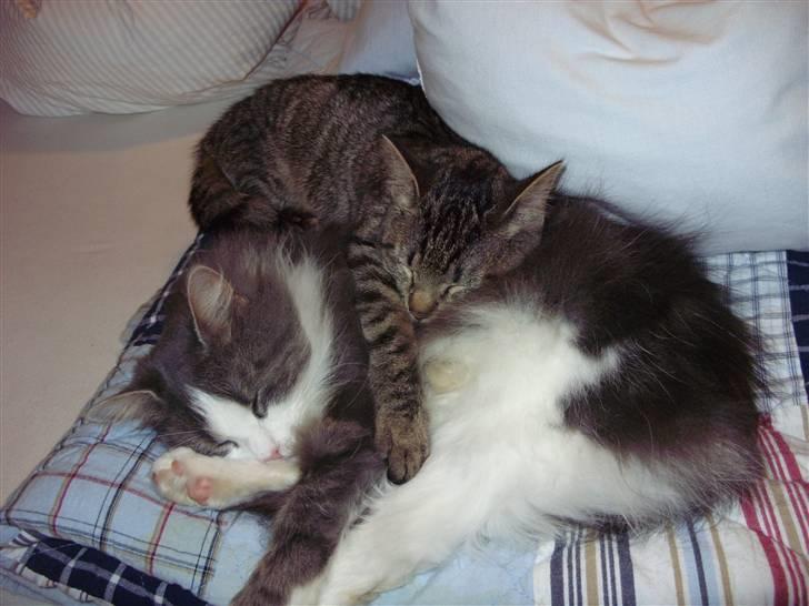 Huskat Mogens - ligger og putter med min mor.. :I  billede 5