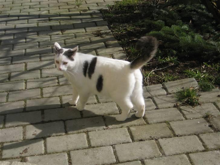 Blanding af racer Viggo billede 7