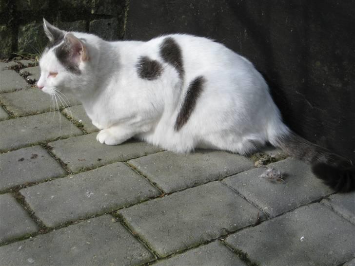 Blanding af racer Viggo billede 8