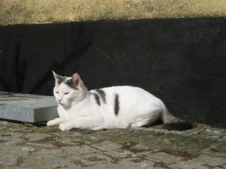 Blanding af racer Viggo billede 9