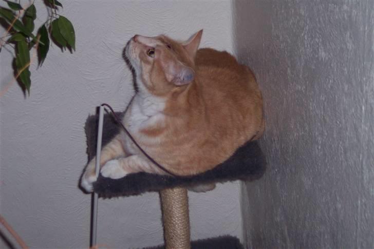 Blanding af racer Bimmer billede 3