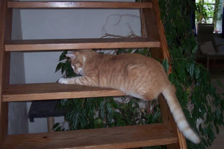 Blanding af racer Bimmer billede 4