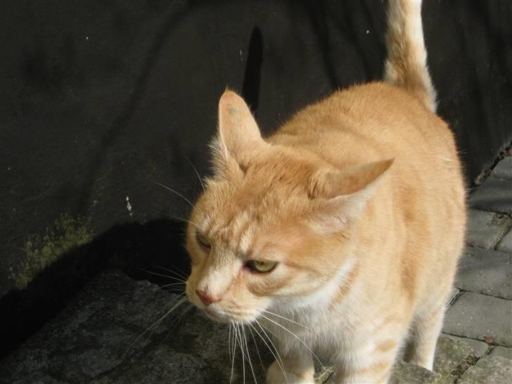 Blanding af racer Bimmer billede 7