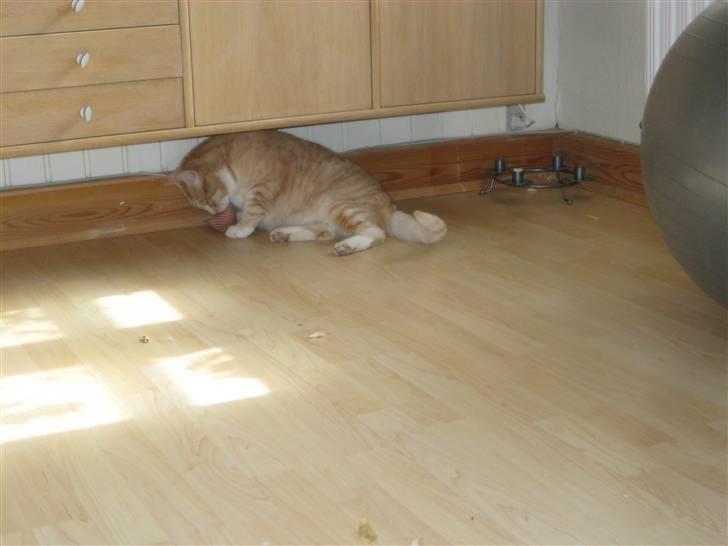 Blanding af racer Bimmer billede 8