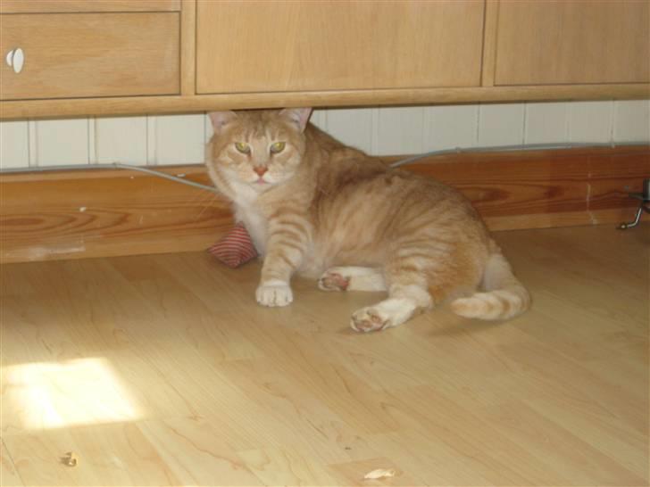 Blanding af racer Bimmer billede 9