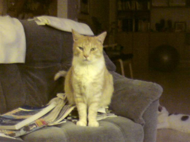 Blanding af racer Bimmer billede 10