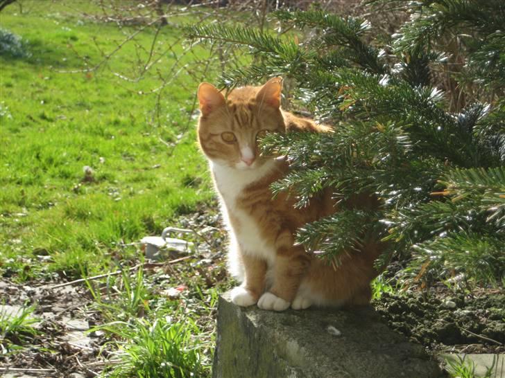 Blanding af racer Doofus billede 1