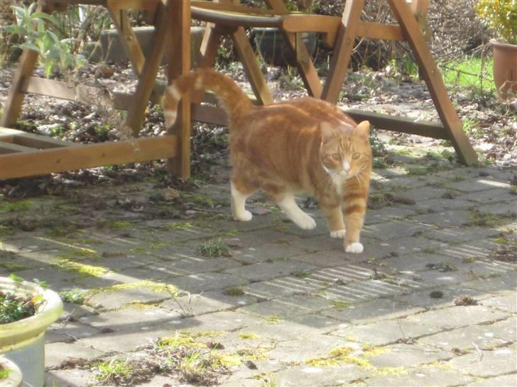 Blanding af racer Doofus billede 2