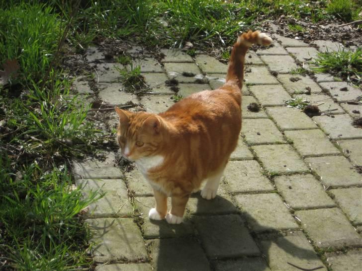 Blanding af racer Doofus billede 3