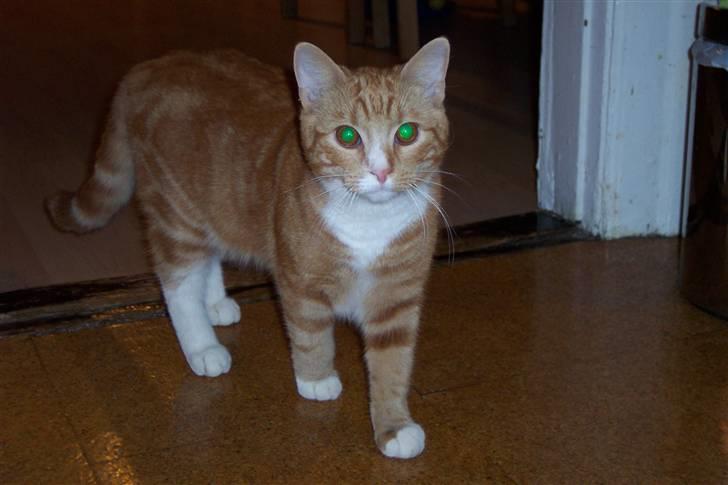 Blanding af racer Doofus billede 4