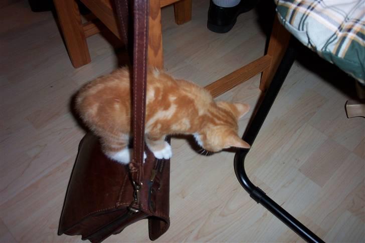 Blanding af racer Doofus billede 5