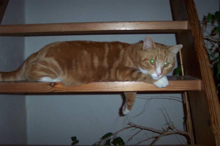 Blanding af racer Doofus billede 6