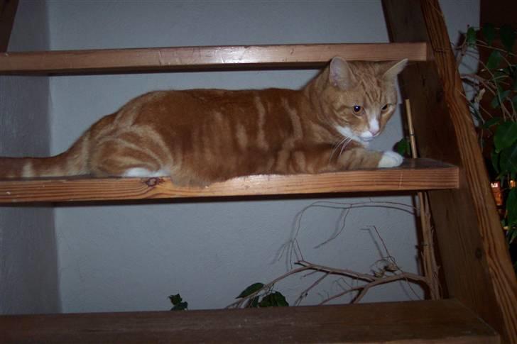 Blanding af racer Doofus billede 7