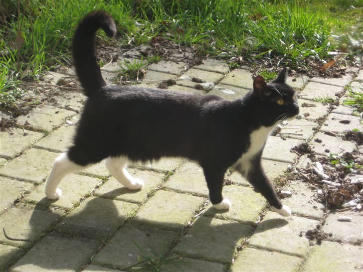 Blanding af racer Tilde billede 1