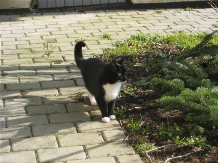 Blanding af racer Tilde billede 2