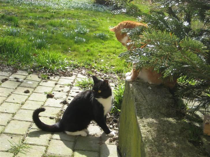 Blanding af racer Tilde billede 3