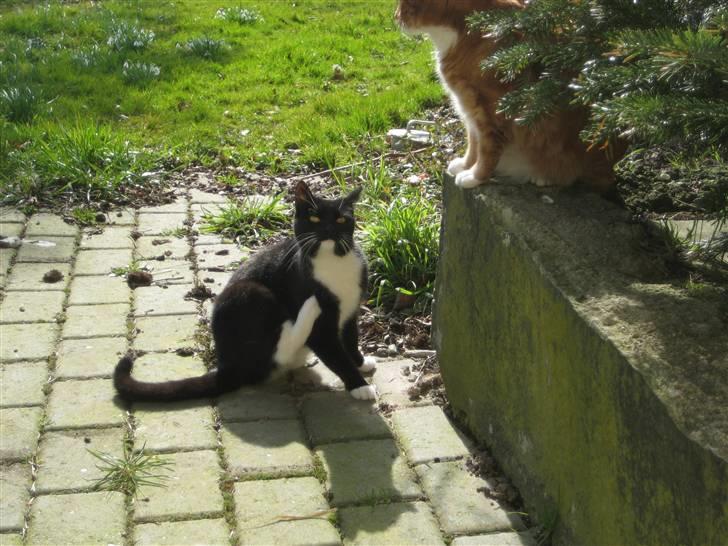 Blanding af racer Tilde billede 4