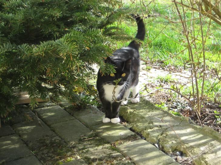 Blanding af racer Tilde billede 5