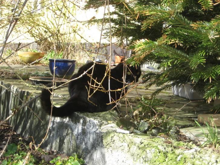 Blanding af racer Tilde billede 6