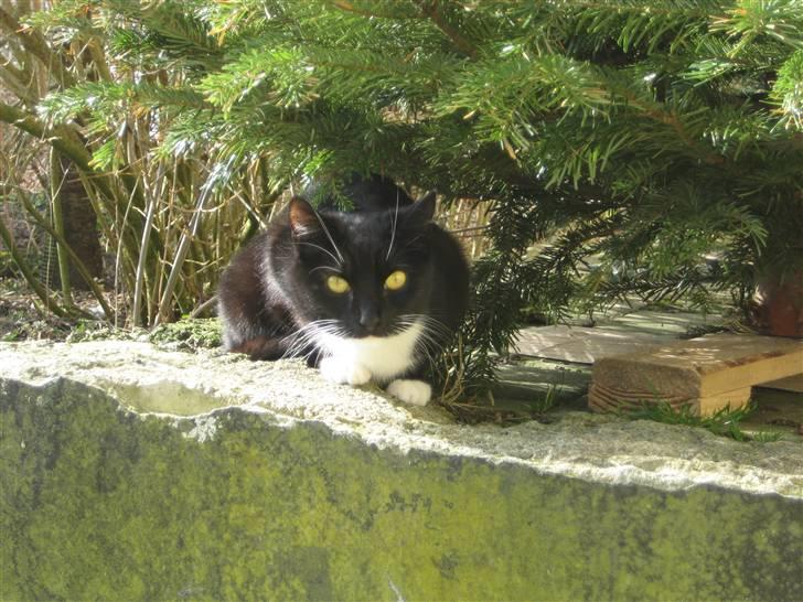 Blanding af racer Tilde billede 7