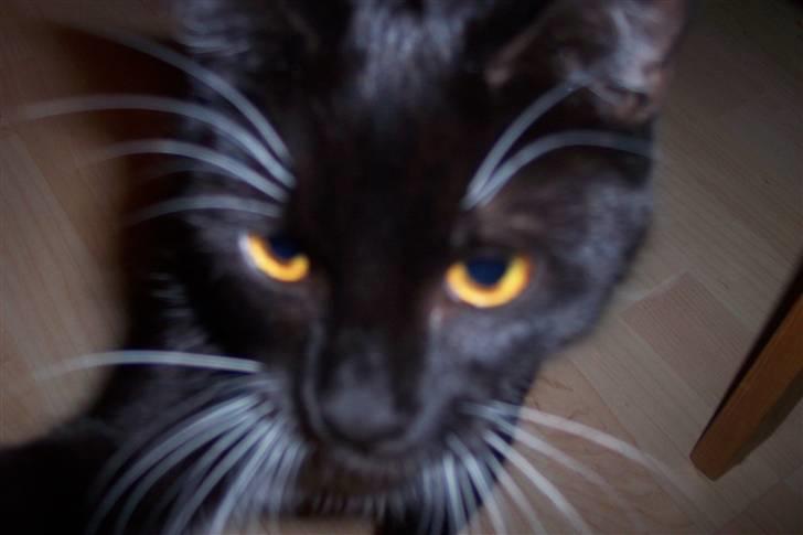 Blanding af racer Tilde billede 8