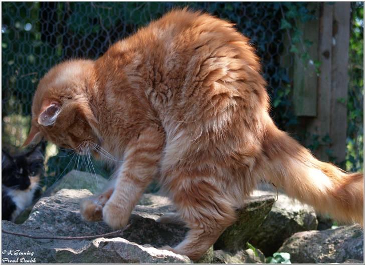 Maine Coon CH M.S. v3-Linden-Brunnen billede 18