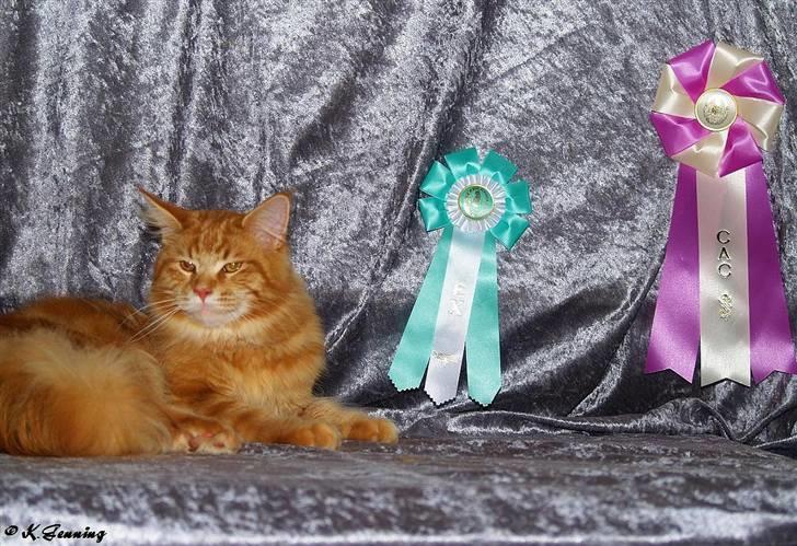 Maine Coon CH M.S. v3-Linden-Brunnen - Ringsted den 14/6-09 billede 20