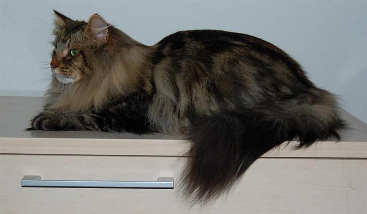 Norsk Skovkat RebiCats Michael McDonald billede 2