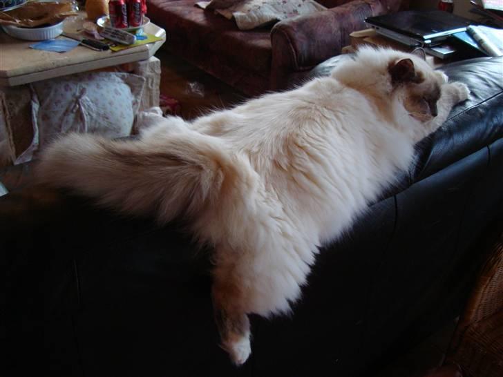 Hellig Birma ¨˜”°º•CISSE•º°”˜¨ billede 19