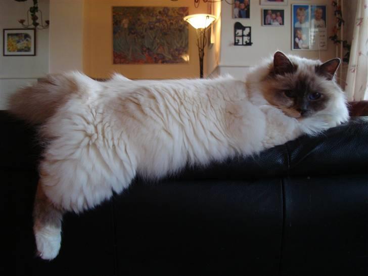 Hellig Birma ¨˜”°º•CISSE•º°”˜¨ billede 20