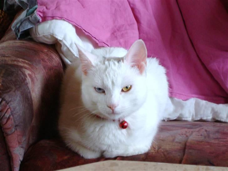 Huskat TILDE DØD billede 19