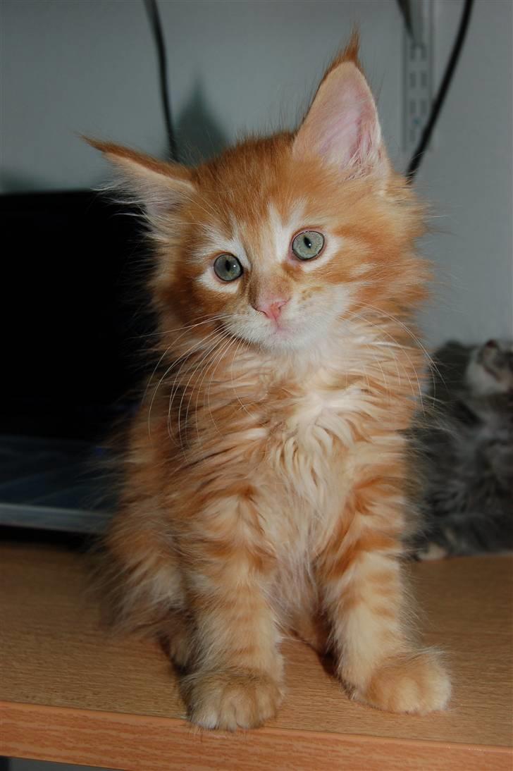 Maine Coon Tiger - Billeder af katte - Uploaded af Dan G