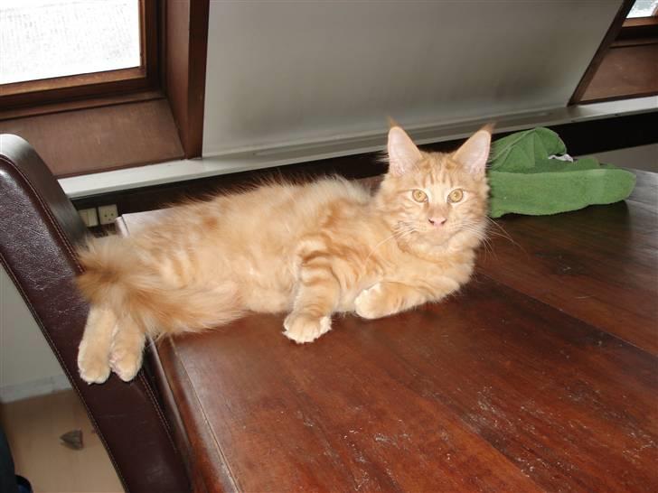 Maine Coon simba  billede 9