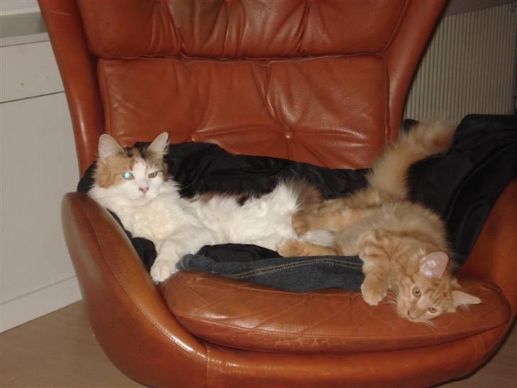 Maine Coon simba  billede 10