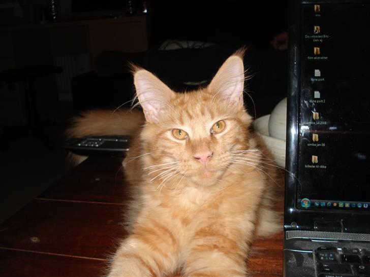 Maine Coon simba  billede 11