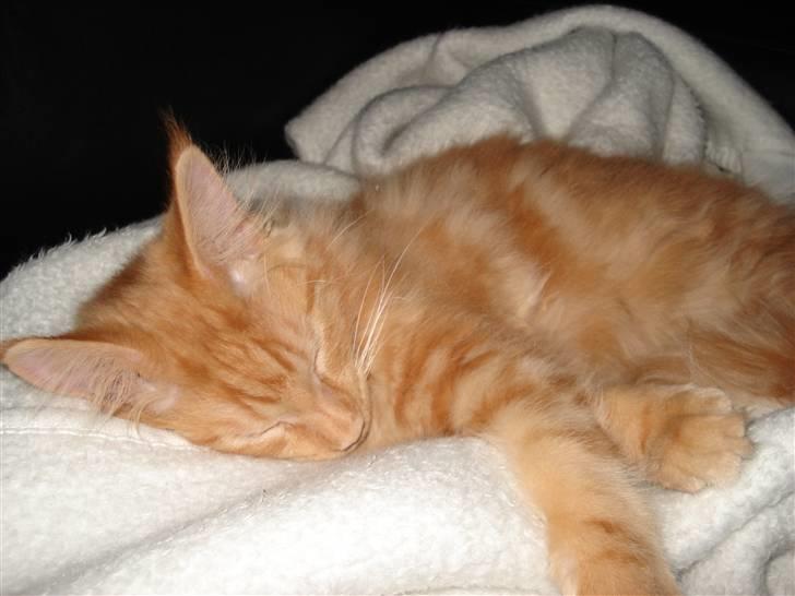 Maine Coon simba  billede 12