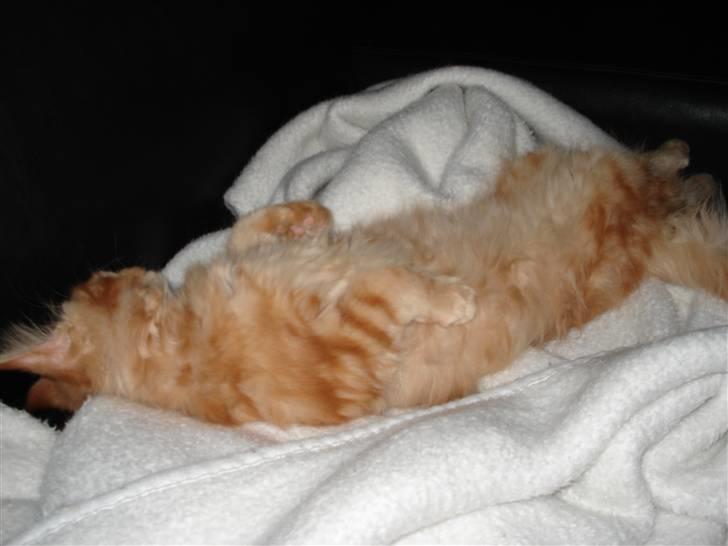 Maine Coon simba  billede 13