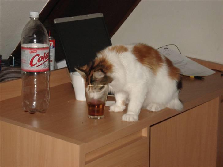 Maine Coon zig zag - taget på fersk gerning i cola glasset =) billede 13
