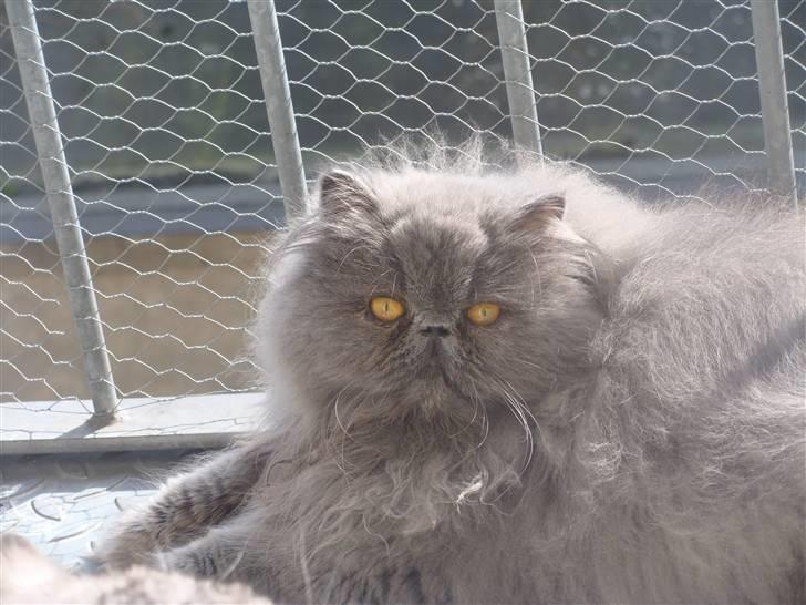 Perser Dronning Dagmar - Didi en tur på altanen. skønt med forårs sol  billede 14