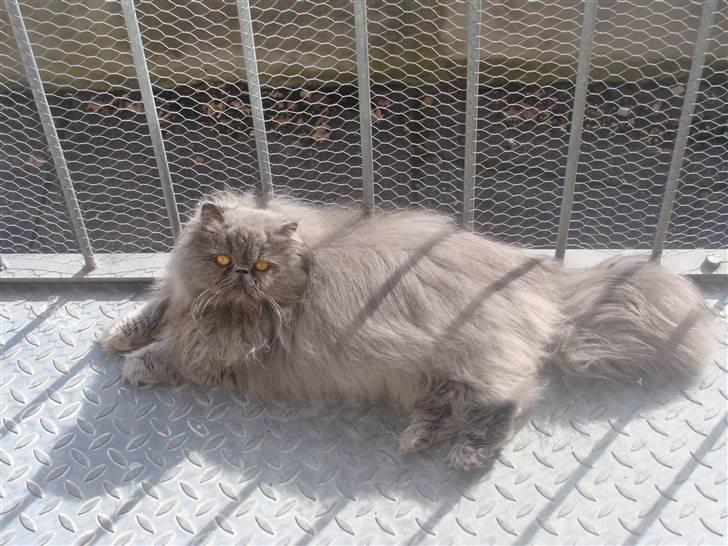 Perser Dronning Dagmar billede 15