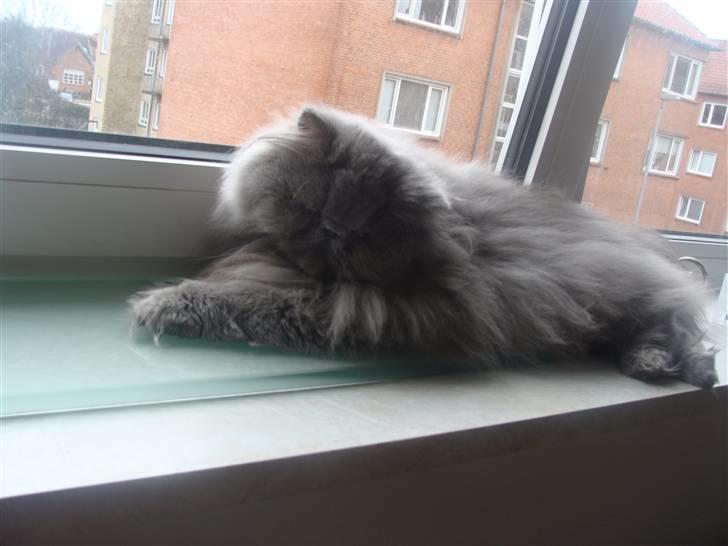 Perser Dronning Dagmar - Didi på hendes yndlings plads.  billede 16