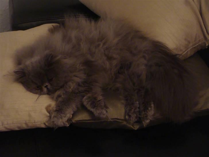 Perser Dronning Dagmar - Prinsessen på ærten. billede 17