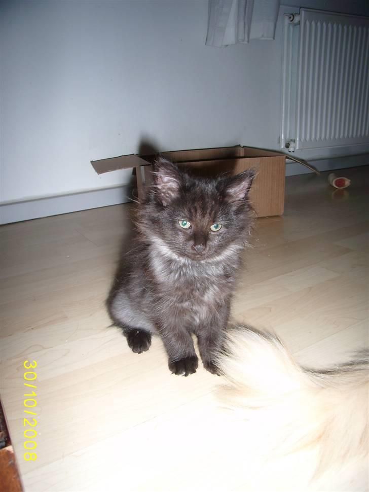 Norsk Skovkat Dk Weis Morpheus billede 1